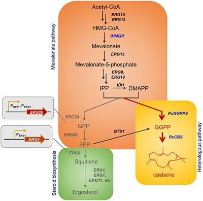 Dynamic Control of ERG20 and ERG9 Expression for Improved Casbene Production in Saccharomyces cerevisiae